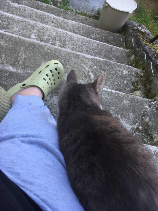 Grå katt intill någons ben på en trappa, bredvid ett par gröna Crocs och en hink.