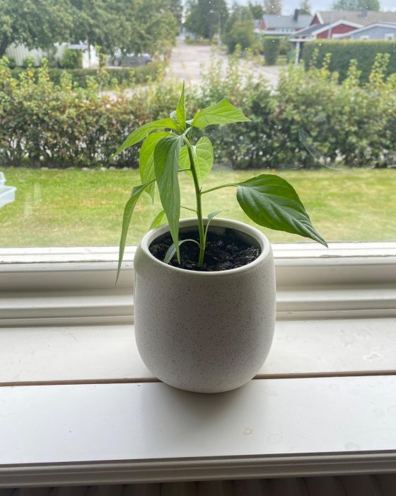 En ung grönsaksväxt i en vit kruka på ett fönsterbräde med utsikt över en trädgård.
