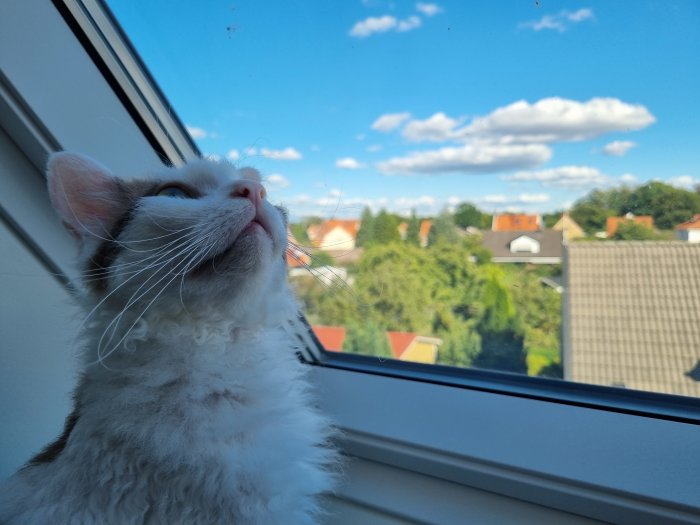 En katt som tittar uppåt nära ett takfönster med utsikt över träd och hustak.