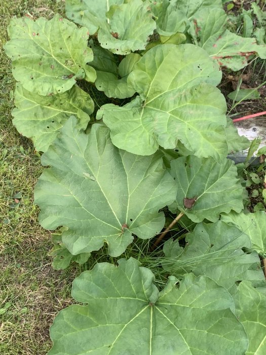 Rabarberplantor med stora gröna blad i en trädgård, redo för en mindre skörd.