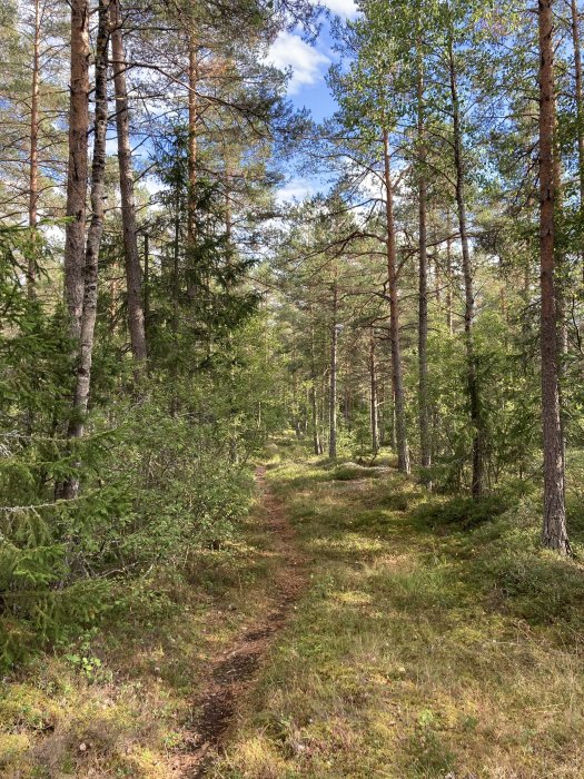 En smal stig som slingrar sig genom en tät skog med tall, björk och grön undervegetation en solig dag.