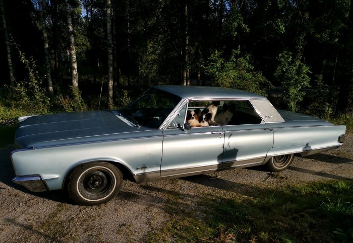 En klassisk bil, Chrysler New Yorker, med hundar i baksätet parkerad utomhus.