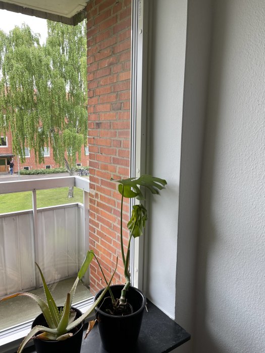 Aloe vera och Monstera plantor på fönsterbrädan inomhus med utsikt mot träd.