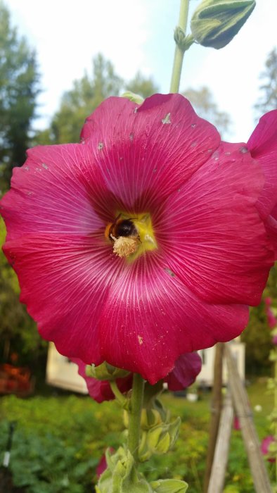 En humla som samlar nektar i en blommande mörkrosa stockros med grönska i bakgrunden.