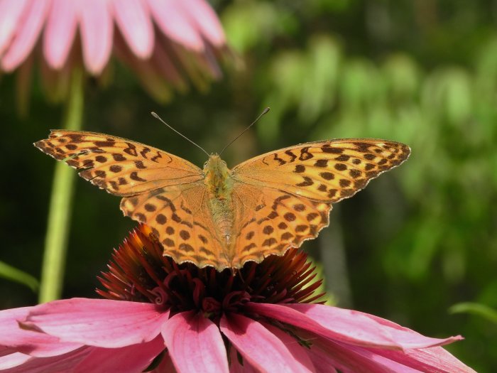 Fjäril på blomman Echinacea purpurea 'Magnus', röda kronblad och framträdande brun mitt.