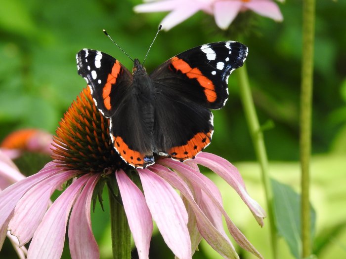 En fjäril på en blomma av Echinacea purpurea 'Magnus', en röd solhatt.