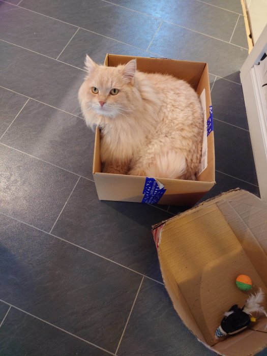 Fluffig ljus katt sitter i en öppen kartong med leksaker bredvid på ett grått klinkergolv.