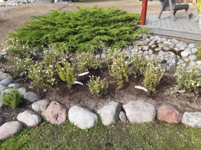 Nyplanterade buskar med vita blommor i en trädgård med stenar och grönt gräs.