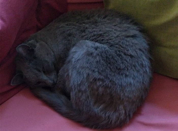 Grå katt sover ihoprullad på en röd soffa med grönt kuddstöd.