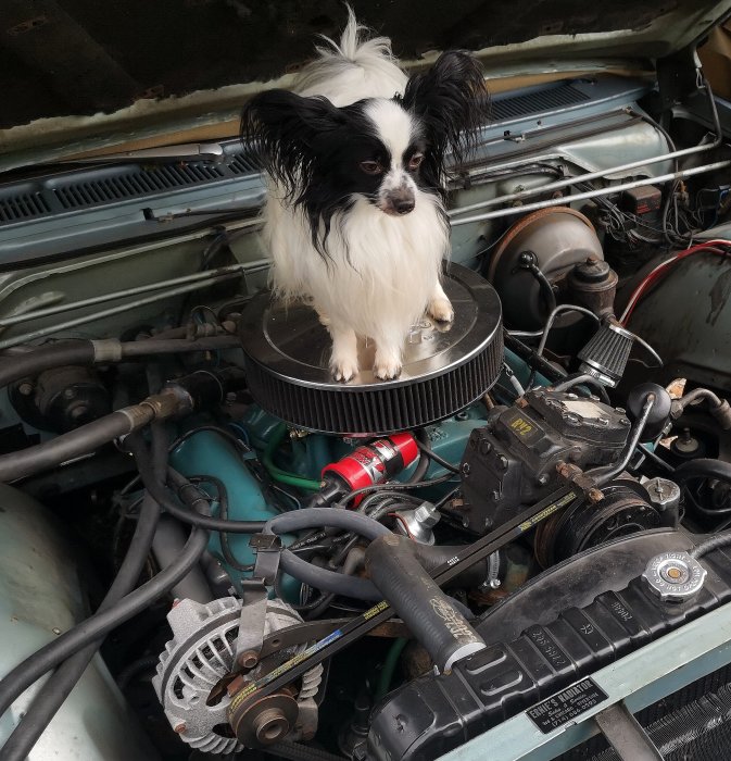 Hund sitter på fläktkåpan av en bilens motor med nya kylceller.