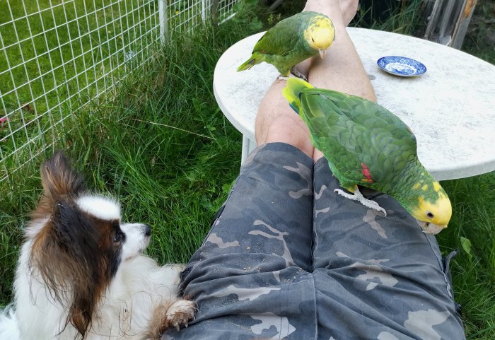 Hund som tittar på papegojor som sitter på en persons ben vid ett bord utomhus.