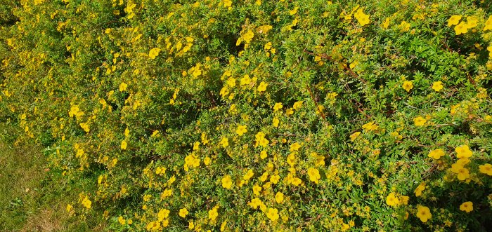 Ölandstok med gula blommor och gröna blad i full blom, attraktiv för bin och humlor.