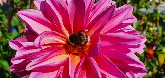 En humla på en rosa dahlia under blomning i solljus, vilket symboliserar sommarens interaktion mellan insekter och blommor.