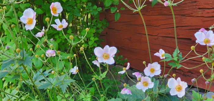 Ölandstokar i blom framför en röd trävägg, populära för bin och humlor i en trädgård.