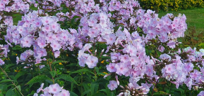 Ljusrosa ölandstok blommar i trädgården med gröna blad och en buske med gula blommor i bakgrunden.