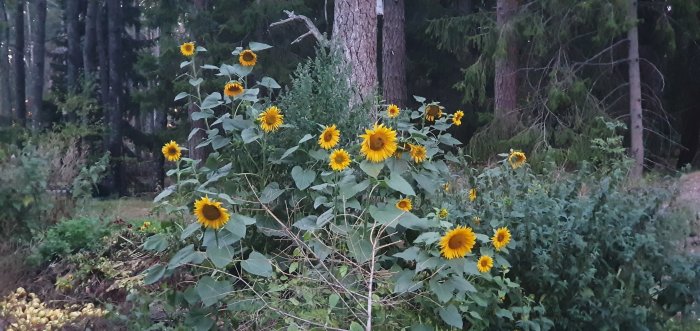 Självsådda solrosor blommar i en trädgård med skog i bakgrunden, symboliserar sen sommar och humlornas glädje.