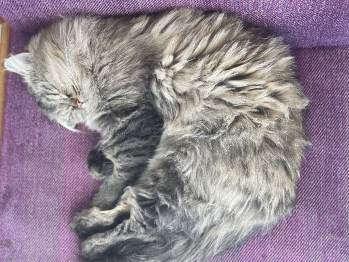 En grå katt sover ihopkrupen på en lila tygdyna.