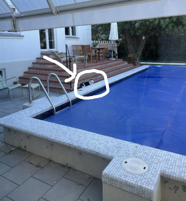 Katt som tittar fram bakom trappsteg vid pool med överdrag och utemöbler i bakgrunden.