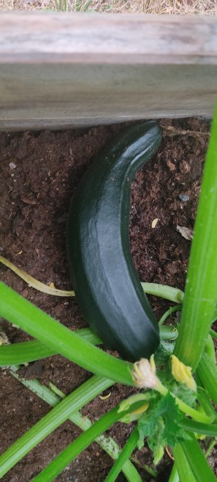 En zucchini på cirka 8-10 cm i diameter i en pallkrage omgiven av jord och plantans gröna blad och blommor.