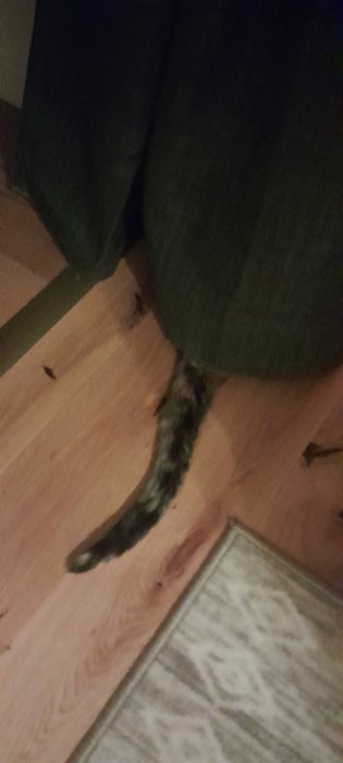 En katts svans sticker fram under en mörk gardin på ett trägolv som indikerar katten gömmer sig.