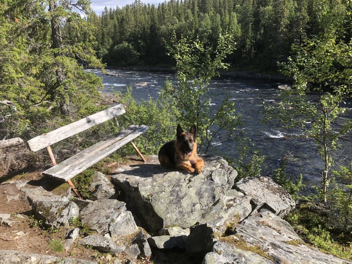 Hund som sitter på en klippa framför en bänk med utsikt över en flod omgiven av träd.