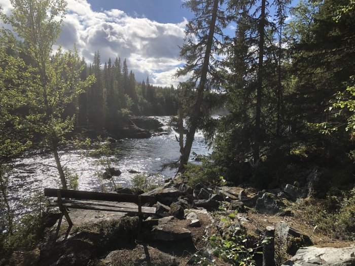 En parkbänk med utsikt över en skogsbäck i solljus med omgivande gröna träd och stenar.