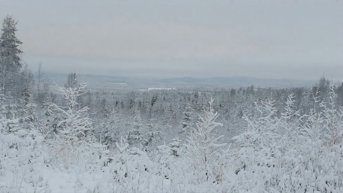 Vinterlandskap med täckande snö på träd och mark, med disig vy över skog och fält.