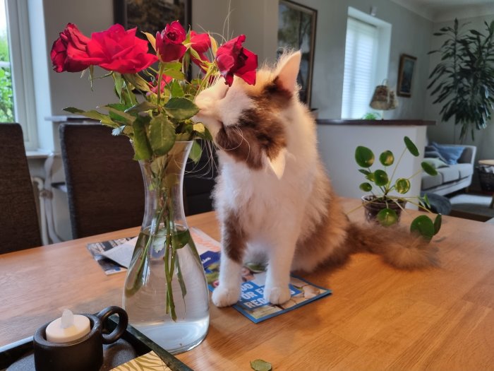 Katt sniffar på röda rosor i vas på ett matbord inomhus