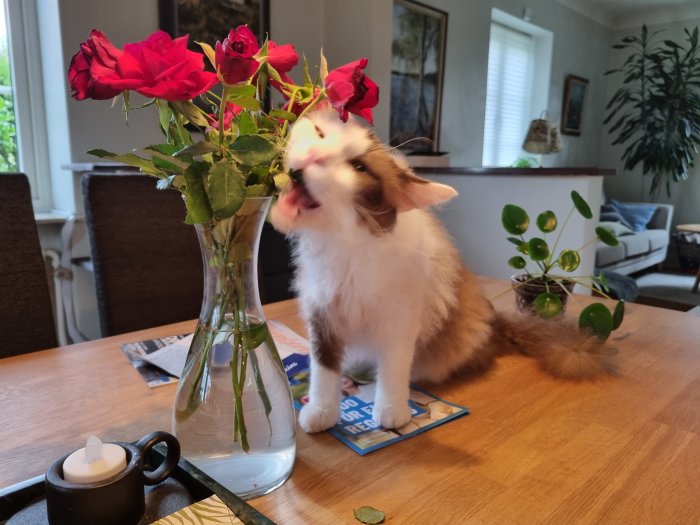 Katt som luktar på röda rosor i en vas på ett bord inomhus.