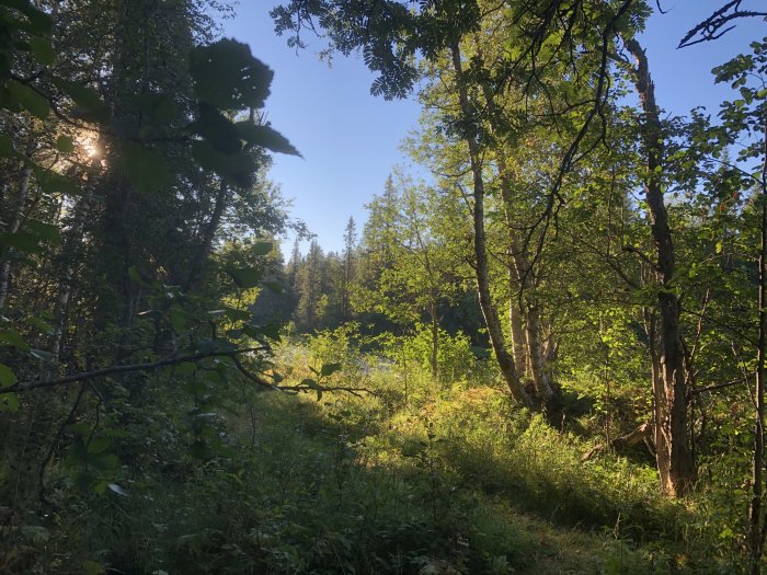 Soligt landskap med gröna träd, buskar och en liten glänta i skogen.