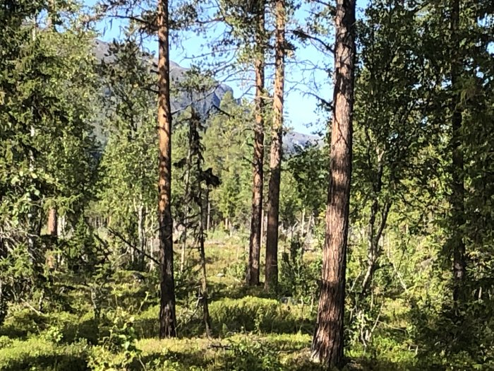 Solbelyst skog med tallar och berg i bakgrunden.