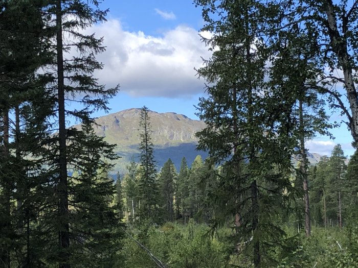 Bergstoppsvy sett genom skog med granar och lövträd under en blå himmel.