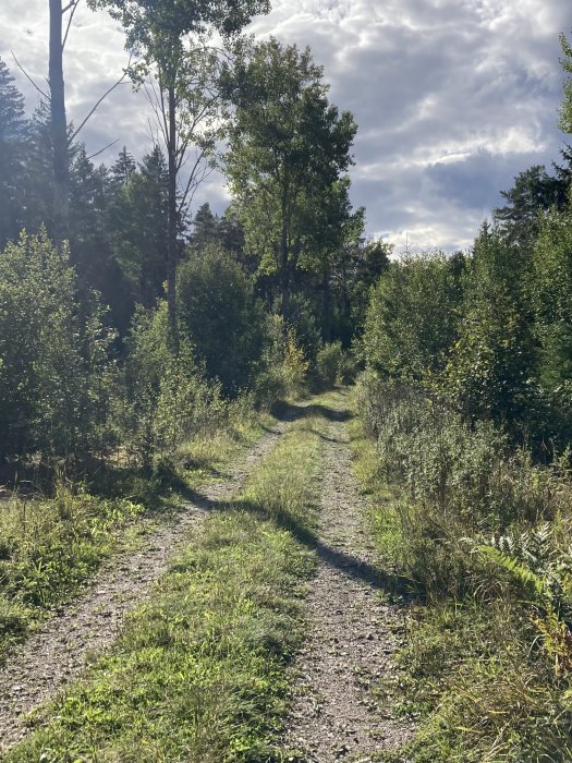 Slingrig skogsväg omringad av gröna träd och buskar under en molnig himmel.