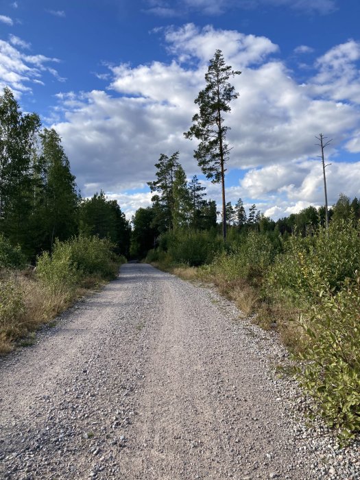 Grusväg som slingrar sig genom skog med höga träd och molnig himmel ovanför.