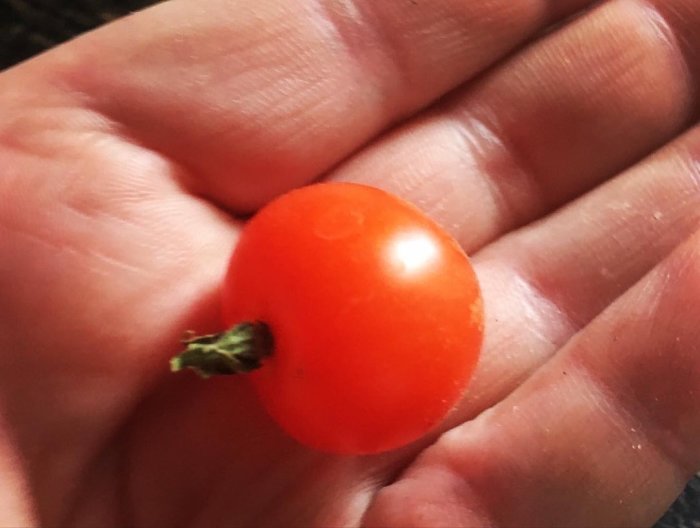 Närbild på en mogen tomat av sorten VILMA som hålls i en hand.