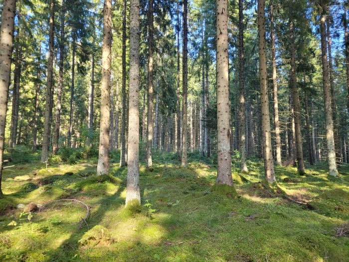 Solbelyst skog med höga granar och frodig grönmossa på marken.