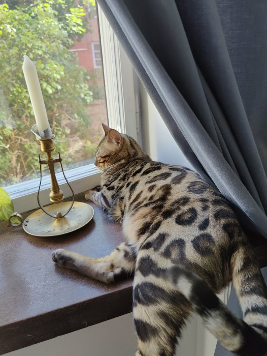 En fläckig katt som ligger intill ett fönster bredvid en ljusstake.