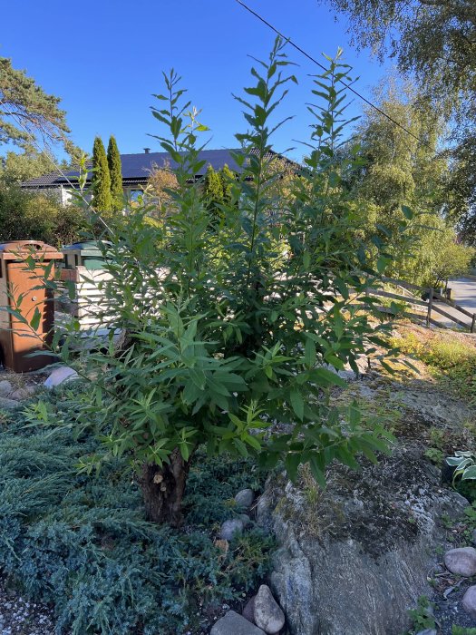 Grönt lövträd i trädgård framför sten och staket med hus i bakgrunden.