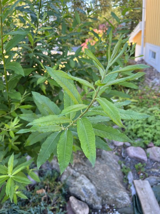 Gröna blad på en växtgren med suddig bakgrund av en gul husvägg och trädgård.