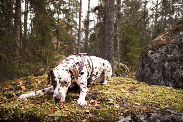 Dalmatiner ligger avslappnat på mossklädd mark i skogsmiljö med sten och träd i bakgrunden.