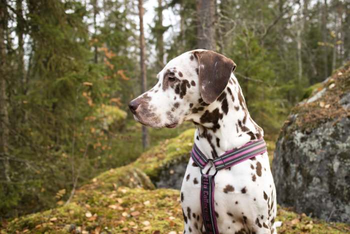 Dalmatiner med sele står i skogen och ser ut över landskapet.