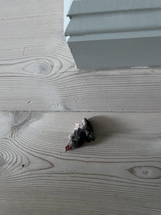 Resterna av en halv mus på ett trägolv nära en dörrkarm.