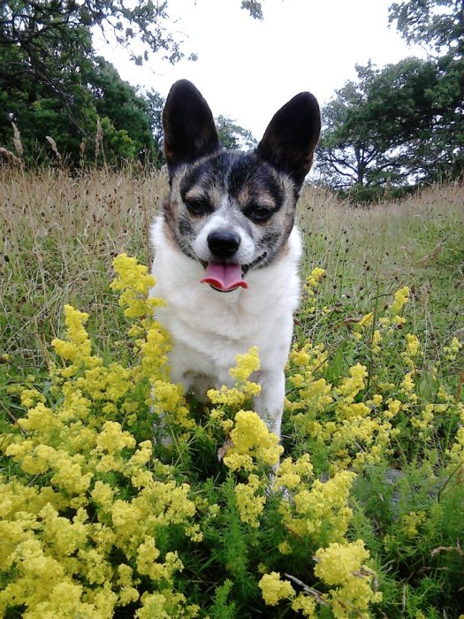 En liten vit och svart hund står bland gula blommor med tungan ut på en äng.