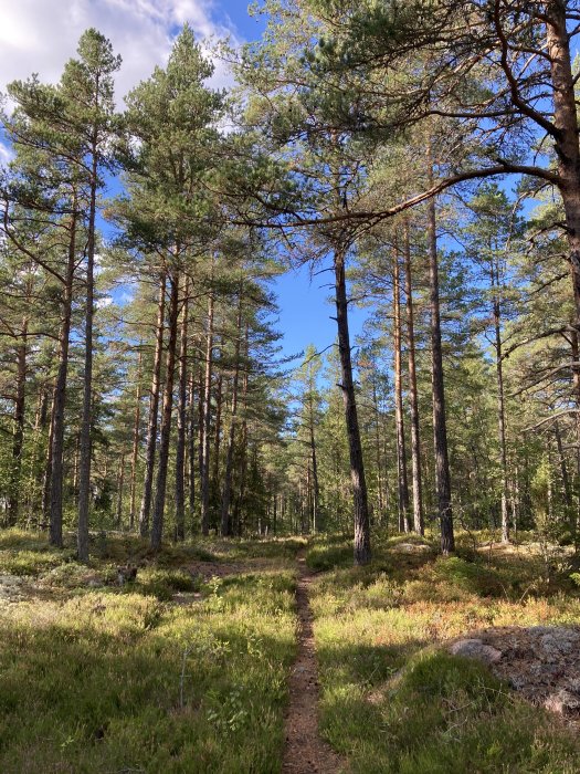 En smal stig genom en ljus tallskog med blå himmel och solsken.