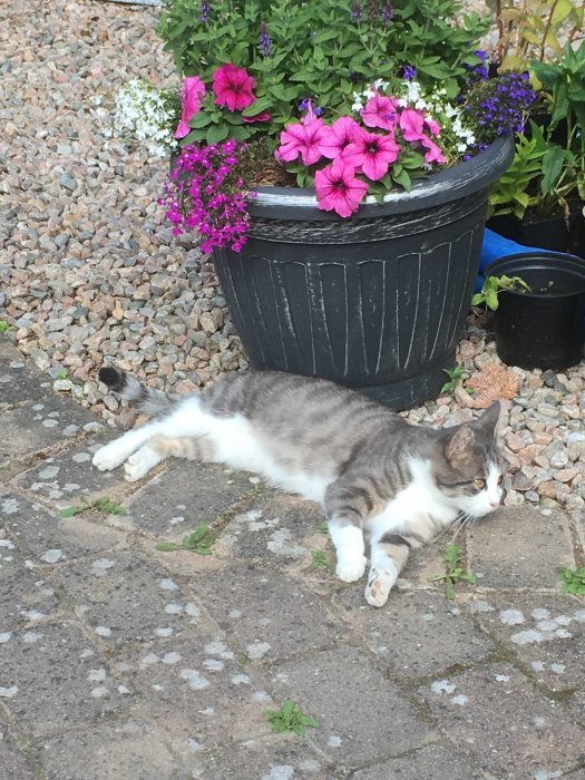Ung grå och vit katt som ligger avslappnad på en stenlagd gångväg bredvid en kruka med rosa blommor.
