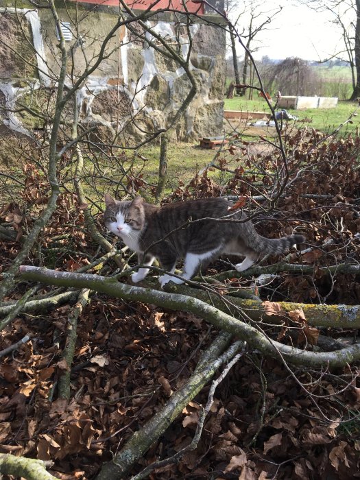 Gråvit katt kamouflerad bland grenar och löv framför en stenbyggnad.
