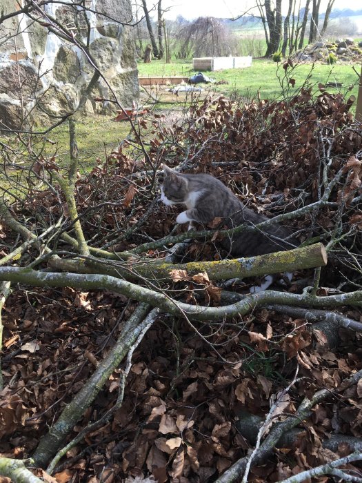Gråvit katt kamouflerad bland torra löv och grenar utomhus.