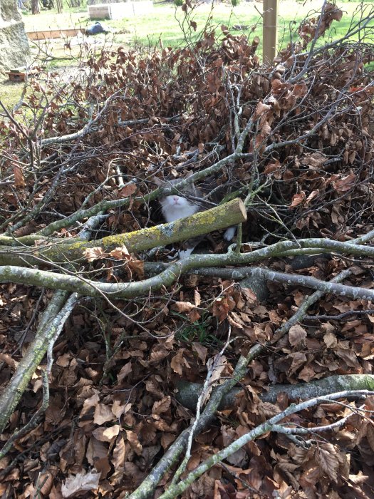 En vit katt kamouflerad bland torra löv och grenar utomhus.