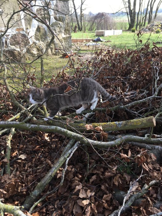 Gråvit katt kamouflerad bland höstlöv och grenar ute i trädgården.