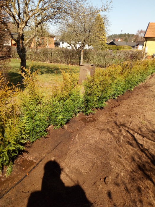 Nyplanterad häck av tujor vid ett grävt dike med soligt trädgårdsscenario.